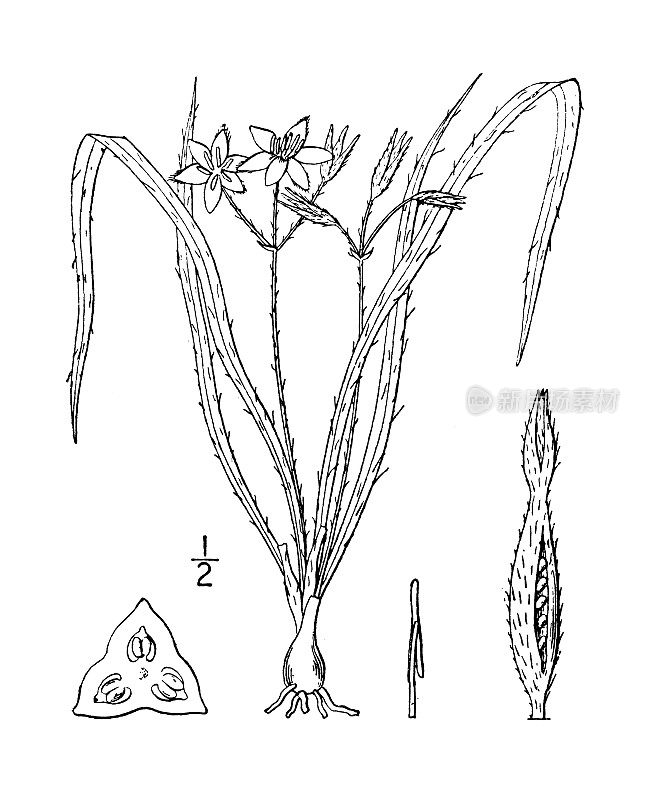 古植物学植物插图:hirsuta, Stargrass